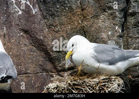 Un kittiwake a zampe nere (Rissa tridactyla) poggia sul suo nido nelle Isole Farne, Northumberland Foto Stock