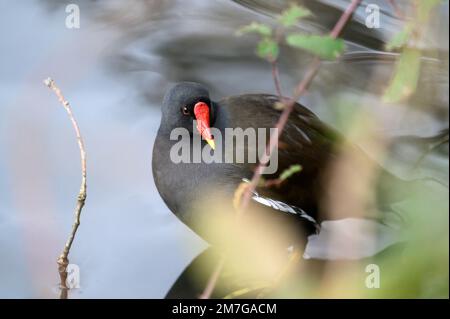 Moorhen a Kelsey Park, Beckenham, Greater London. Un moorhen è dietro una pianta a lato del lago. Moorhen comune (Gallinula chloropus), Regno Unito. Foto Stock