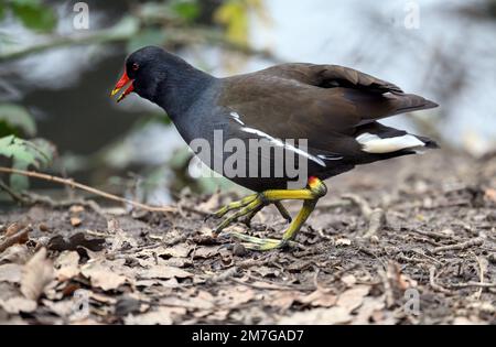 Moorhen a Kelsey Park, Beckenham, Greater London. Un moorhen corre a lato del lago. Moorhen comune (Gallinula chloropus), Regno Unito. Foto Stock