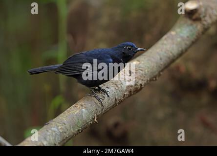 Blue Robin dalla coda bianca (Myiomela leucura leucura) adulto maschio arroccato sul ramo da Lat, Vietnam. Dicembre Foto Stock