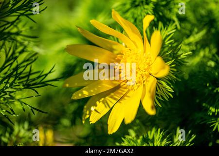 Fiore giallo di una primavera Adonis rosa Foto Stock