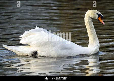 Muto cigno a Kelsey Park, Beckenham, Greater London. Un cigno muto nuota sul lago nel parco. Cigno muto (Cygnus olor), Regno Unito. Foto Stock