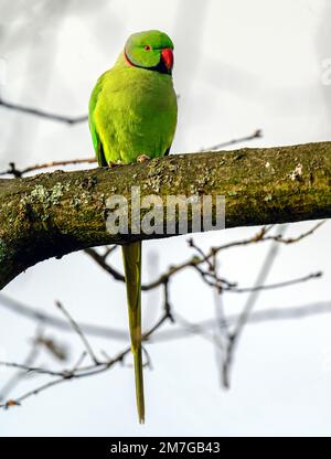 Parakeet a collo ad anello a Kelsey Park, Beckenham, Kent. Il parakeet verde feral è seduto su un ramo. Parakeet con collo ad anello (Psittacula krameri). Foto Stock