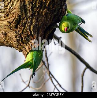 Partite a collo ad anello a Kelsey Park, Beckenham, Kent. I verdi parakeets feral sono seduti su un ramo. Parakeet con collo ad anello (Psittacula krameri). Foto Stock