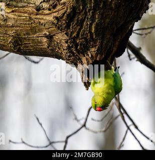 Parakeet a collo ad anello a Kelsey Park, Beckenham, Kent. Il parakeet verde feral è seduto su un ramo. Parakeet con collo ad anello (Psittacula krameri). Foto Stock