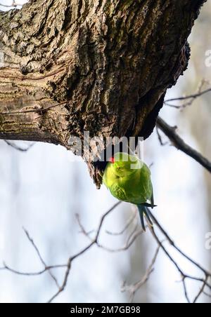 Parakeet a collo ad anello a Kelsey Park, Beckenham, Kent. Il parakeet verde feral è seduto su un ramo. Parakeet con collo ad anello (Psittacula krameri). Foto Stock