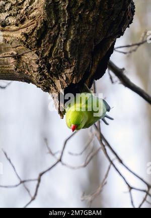 Parakeet a collo ad anello a Kelsey Park, Beckenham, Kent. Il parakeet verde feral è seduto su un ramo. Parakeet con collo ad anello (Psittacula krameri). Foto Stock