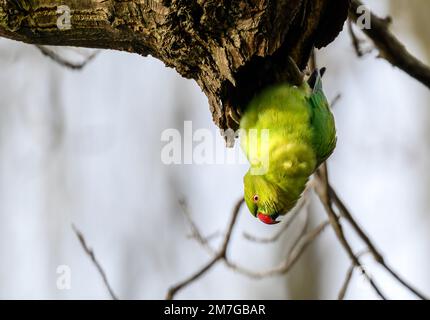 Parakeet a collo ad anello a Kelsey Park, Beckenham, Kent. Il parakeet verde feral è seduto su un ramo. Parakeet con collo ad anello (Psittacula krameri). Foto Stock