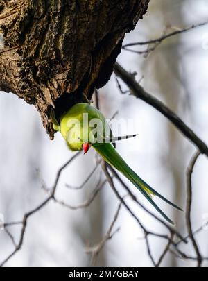 Parakeet a collo ad anello a Kelsey Park, Beckenham, Kent. Il parakeet verde feral è seduto su un ramo. Parakeet con collo ad anello (Psittacula krameri). Foto Stock