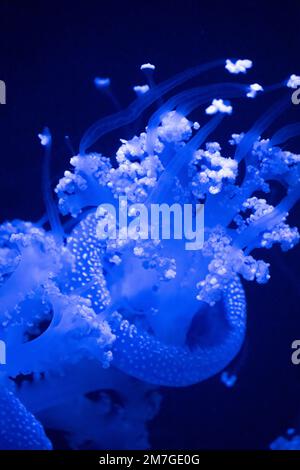 Meduse bianche (Phyllorhiza punctata) presso l'acquario della Georgia nel centro di Atlanta, Georgia. (USA) Foto Stock