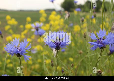 tre fiori di mais blu si abbelliscono con senape bianca gialla nel margine del campo in zeeland, olanda in primavera Foto Stock