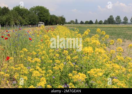 un margine di campo con un sacco di colza gialla e papaveri rossi e fiori di mais nella campagna olandese in primavera Foto Stock