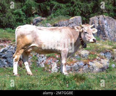 Mucca Simmental tradizionale con campanello, Oberland Bernese, Svizzera Foto Stock