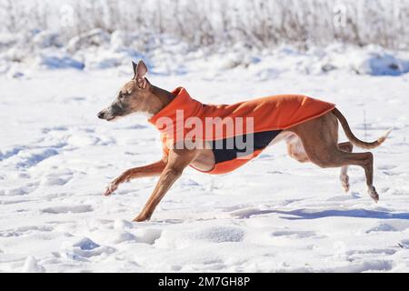 Cane da frusta che corre nella neve. Whippet inglese o Snap dog Foto Stock