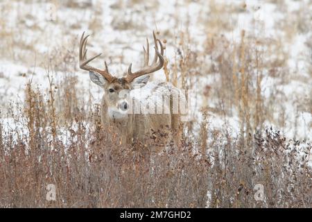 Cervi dalla coda bianca (Odocoileo virginianus), Stati Uniti occidentali Foto Stock