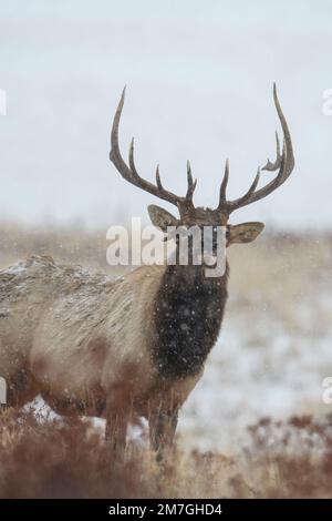 Rocky Mountain Elk (Cervus canadensis nelsoni), Stati Uniti occidentali Foto Stock