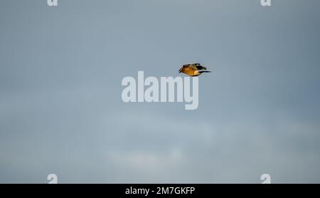 A Jay (Garrulus glandarius) in volo, Wiltshire UK Foto Stock