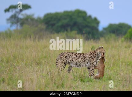 Una femmina Cheetah (Acinonyx jubatus) e il suo cucciolo di settimane di caccia a una gazzella di Thomson (Eudorcas thomsonii) nell'epica Masai Mara, Narok Kenya KE Foto Stock