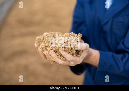 Mani di contadini maschi che detengono una manciata di chicchi di birra Foto Stock
