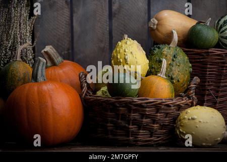 Zucca. Varietà diverse di zucche su fondo di legno Foto Stock