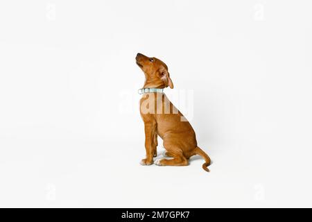 Cucciolo marrone in attesa del suo trattamento dopo essere stato detto di sedersi isolato su sfondo bianco. Foto Stock