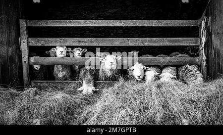 Pecora di Herdwick in fienile Foto Stock