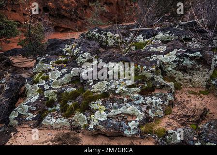 Il lichen cresce abbondantemente sulla roccia lavica dello Snow Canyon state Park, Utah, USA. Foto Stock