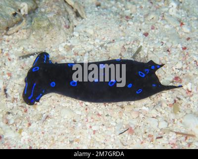 Lumaca del velo a macchie blu (Chelidonura livida) . Sito di immersione House Reef, Mangrove Bay, El Quesir, Mar Rosso, Egitto Foto Stock