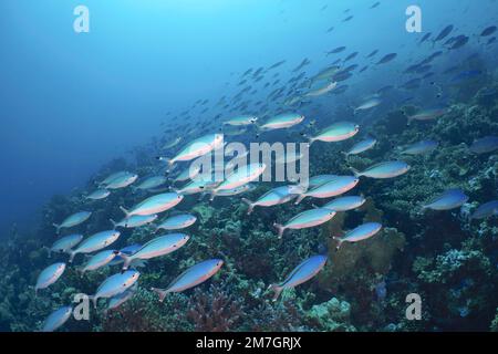 Una grande scuola di pesce fusilier del Mar Rosso Suez fusilier (Caesio suevica) pesce fusilier nuoto sui coralli di pietra. Sito di immersione House Reef Mangrove Bay Foto Stock