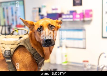 Clinica veterinaria, un cane nel controllo di routine nella clinica in attesa del medico Foto Stock