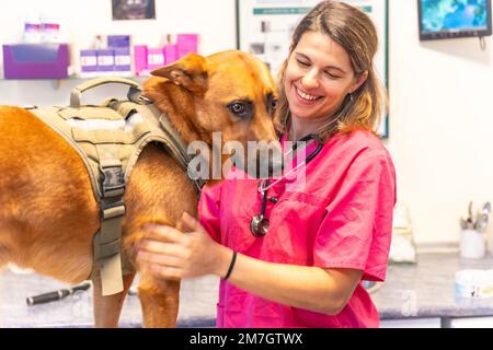 Clinica veterinaria, donna veterinaria in uniforme rosa sorridente accanto ad un cane marrone Foto Stock