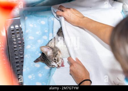 Clinica veterinaria con un gatto, veterinario che copre l'animale addormentato dopo l'operazione in gabbia Foto Stock