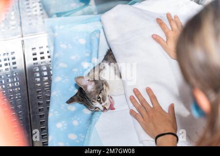 Clinica veterinaria con un gatto, veterinario che copre l'animale addormentato dopo l'operazione in gabbia Foto Stock