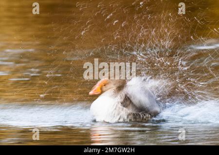 Greylag Goose (Anser anser), bagno, spruzzi d'acqua, sfocatura del movimento, Assia, Germania Foto Stock