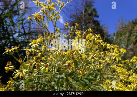 Fluss-Greiskraut (Senecio sarracenicus, Syn. Senecio fluviatilis), Fluss-Kreuzkraut , Nordrhein-Westfalen, Deutschland, Bonn Foto Stock