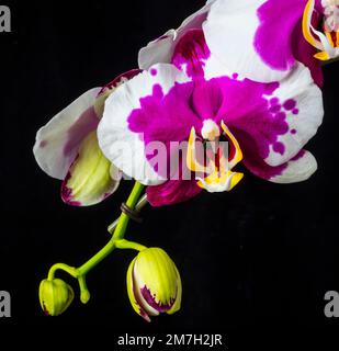 Bella orchidea unica Foto Stock