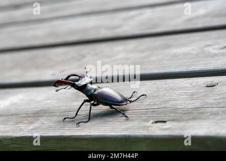 Primo piano di un coleottero (Lucanus cervicus), maschio, su una terrazza in legno Foto Stock