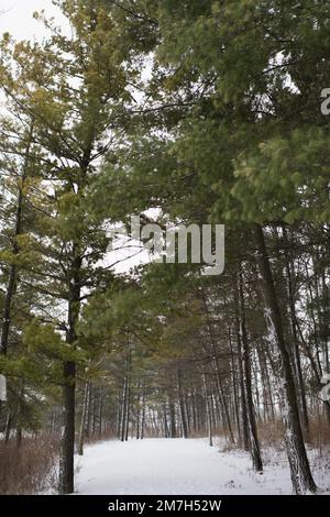 Percorso innevato in una foresta di alberi Evergreen Foto Stock