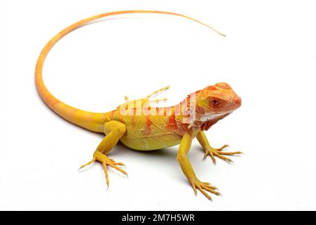 Iguana albina gialla su sfondo bianco Foto Stock
