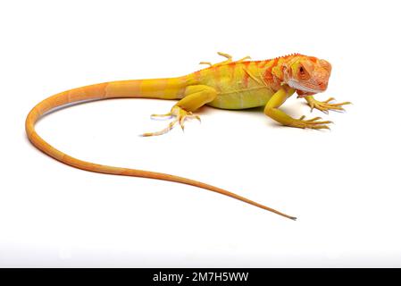 Iguana albina gialla su sfondo bianco Foto Stock