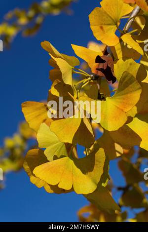 Ginkgo rami di albero con foglie gialle autunnali Foto Stock