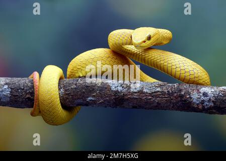Vipera di buca bianca-lipped dell'isola sul ramo dell'albero Foto Stock
