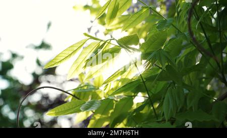 Foglie di glicine giapponese. Primo piano il glicine verde lascia un'oscillazione su un ramo contro il cielo in una giornata di sole. giardino primaverile. Foto Stock