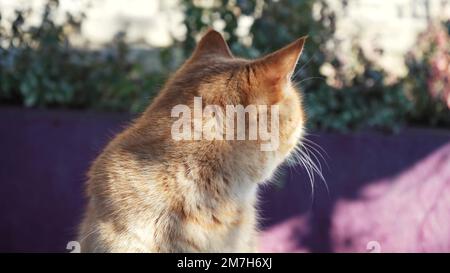 gatto zenzero siede all'aperto al sole in primavera. primo piano della museruola di un gatto. pet riposo in natura. Foto Stock