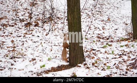 4K riprese cinematografiche slow motion di uno scoiattolo che mangia da terra, da vicino, nella neve a Montreal. Foto Stock