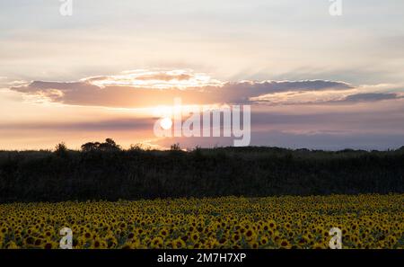 Campo di girasole dorato al tramonto sulla costa del Norfolk. East Anglia, Regno Unito Foto Stock