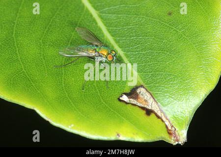 Mosca verde a zampe lunghe (Parentia sp.) Foto Stock