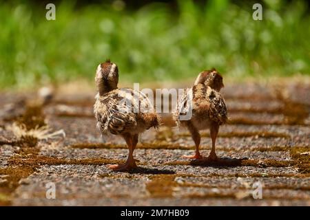 Pulcini di quaglia del bambino Foto Stock