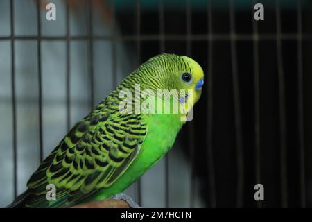 Un primo piano di un simpatico pappagallo budgerigar Foto Stock