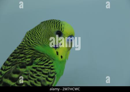 Primo piano di pappagallo o pappagallo noto anche come Budgie con becco aperto, isolato su bianco Foto Stock